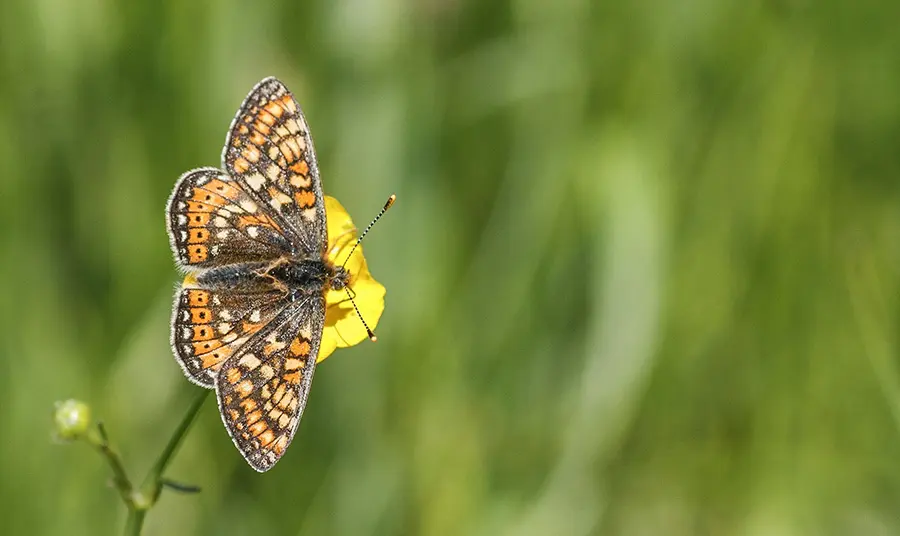 An orange and brown butterfly sitting on a yellow flower