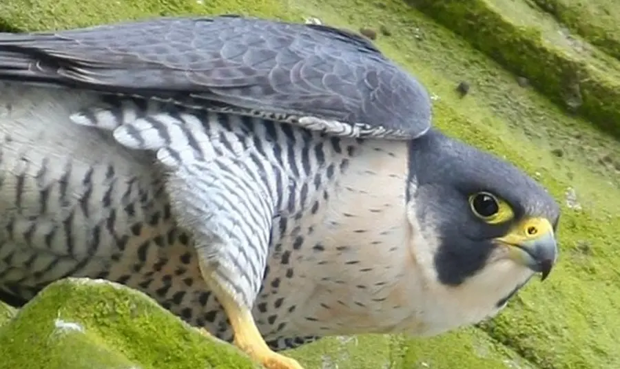 Peregrines, people and places Peregrine Falcon on Derby Cathedral