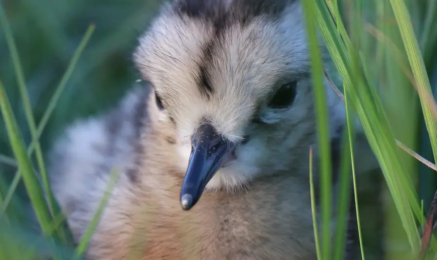 An Egilsay Curlew chick