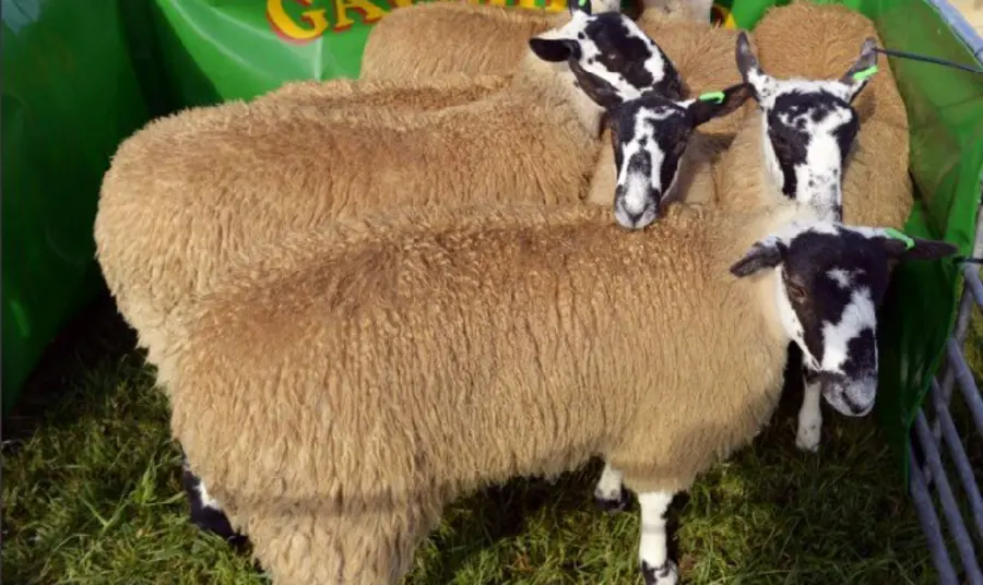 A group of sheep in a pen at a show