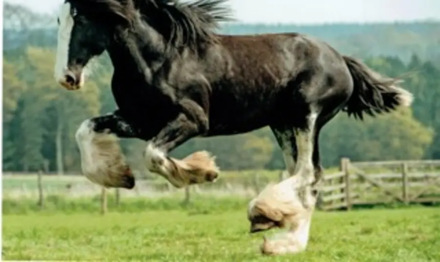 A heavy horse