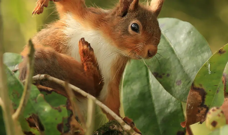 A red squirrel in Scotland