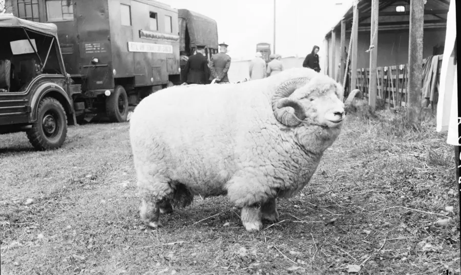 'Absolute Unit' sheep