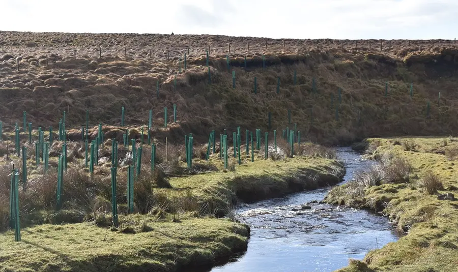 River and green banks with new trees planted in Faughan Valley