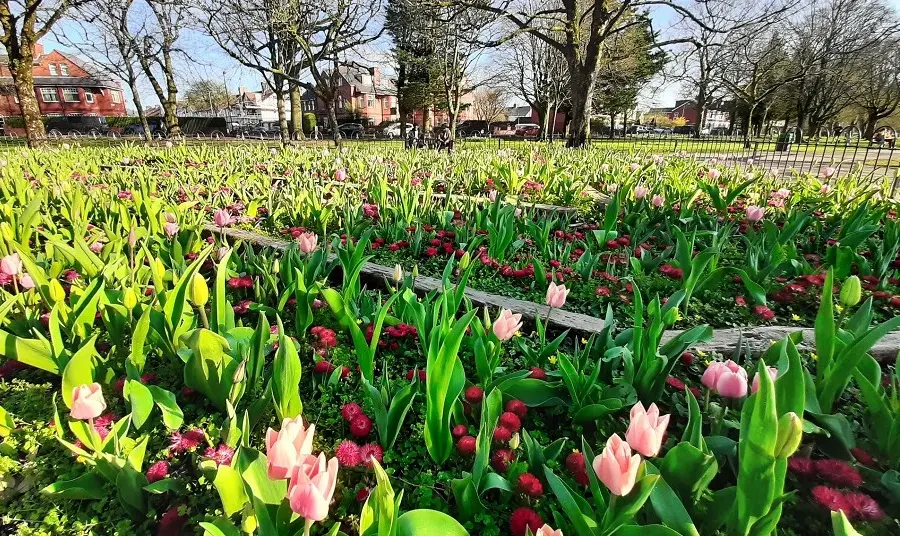 Pink flowers in a park
