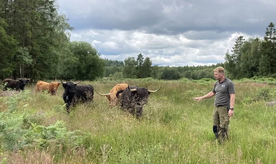 Habitat management work in Forest of Dean as part of the project