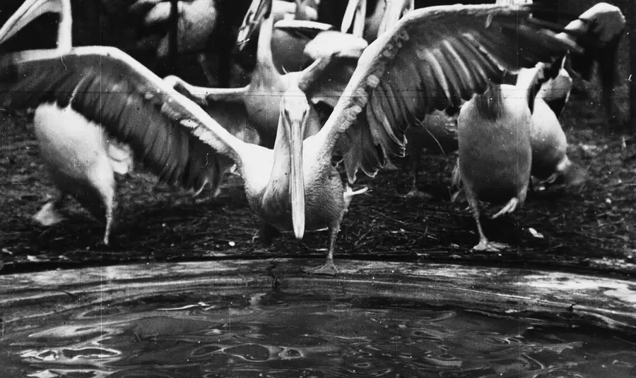 Six stories for London History Day Black and white image of pelicans
