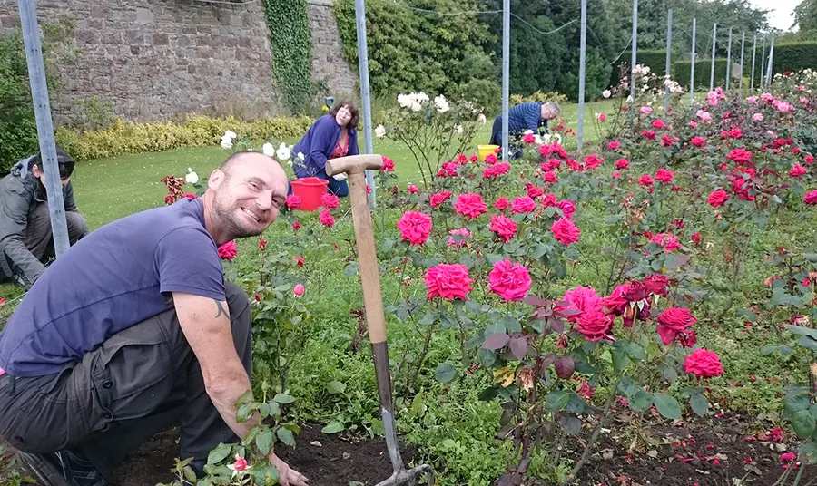 Gardenining volunteers in the walled garden lookig after red roses