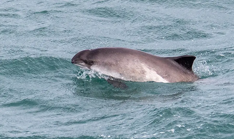 Porpoise