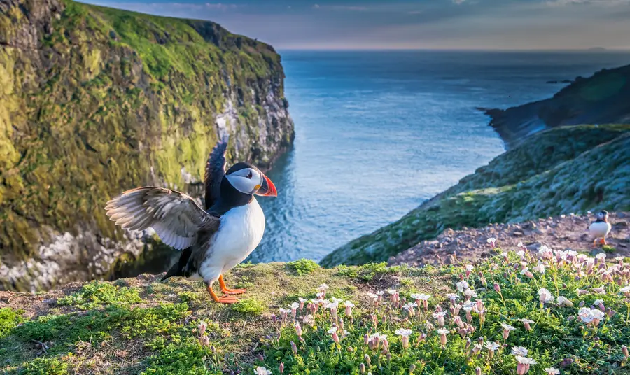 Puffin on island