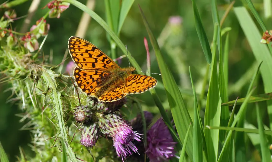 Butterfly