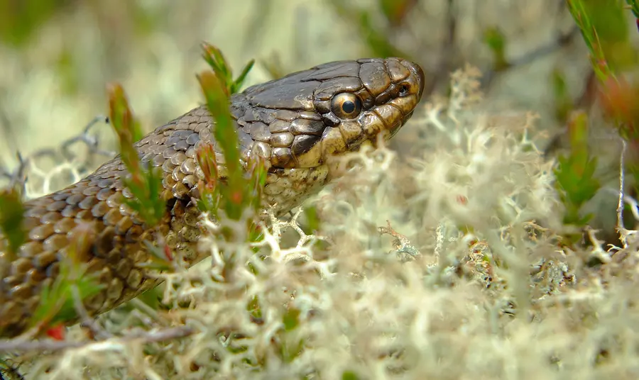 Lifeline for UK’s rarest reptile, the smooth snake The Smooth Snake is an endangered species in England
