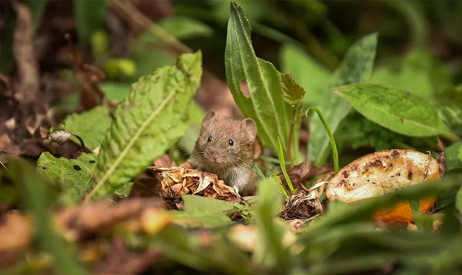 Wild dormouse
