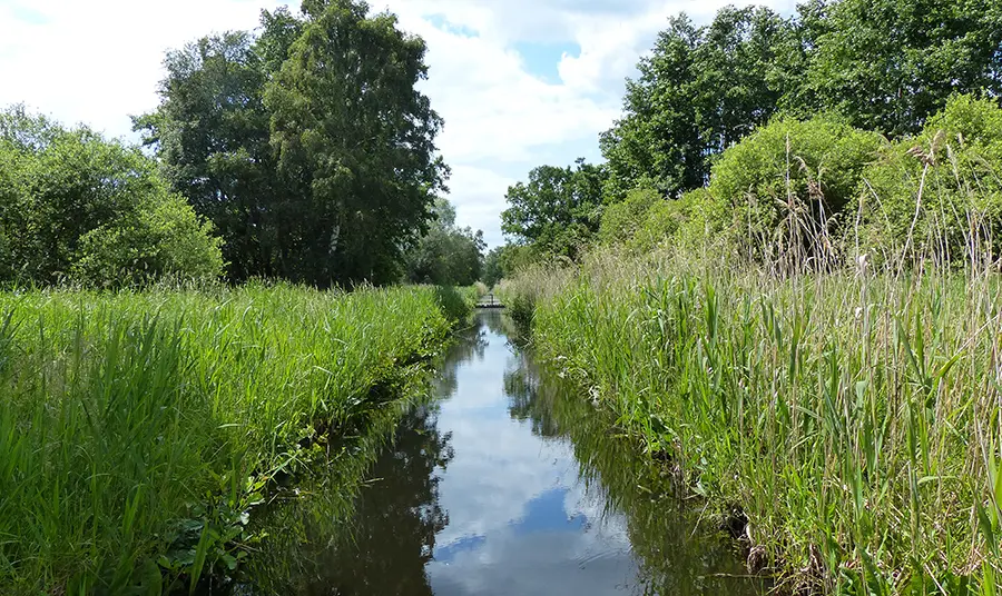 Long green grass and rushes surrounding water at Woodwalton Fen