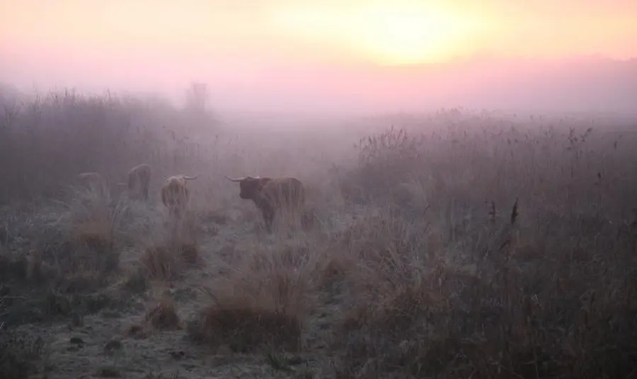 Cows in the fog at Avalon Marshes