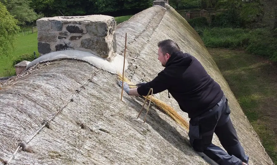 A thatcher at work up a ladder on a thatched roof, applying new materials to the surface.