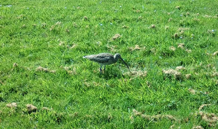 A curlew walking on grass