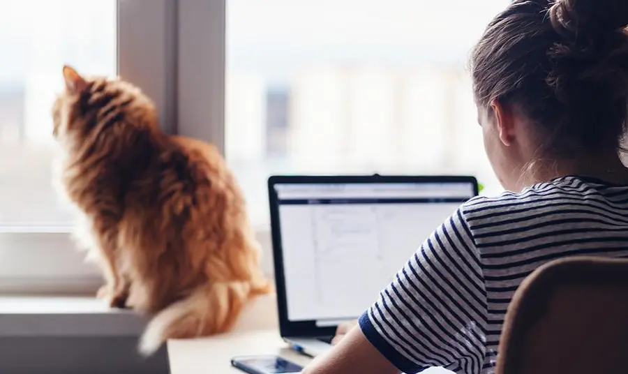 DASH report 2021: from pandemic to future planning Person using computer whilst cat sits by window in background