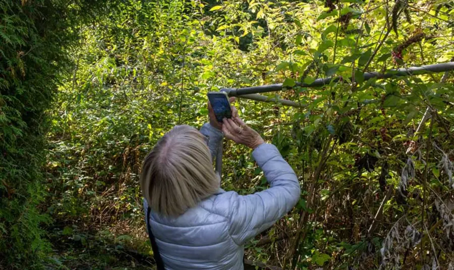 A woman captures an image of a tree A woman seen from behind takes a picture of a tree surrounded by greenery