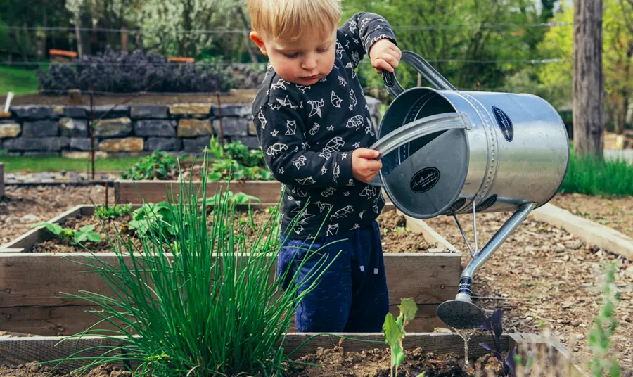 A young child watering a garden