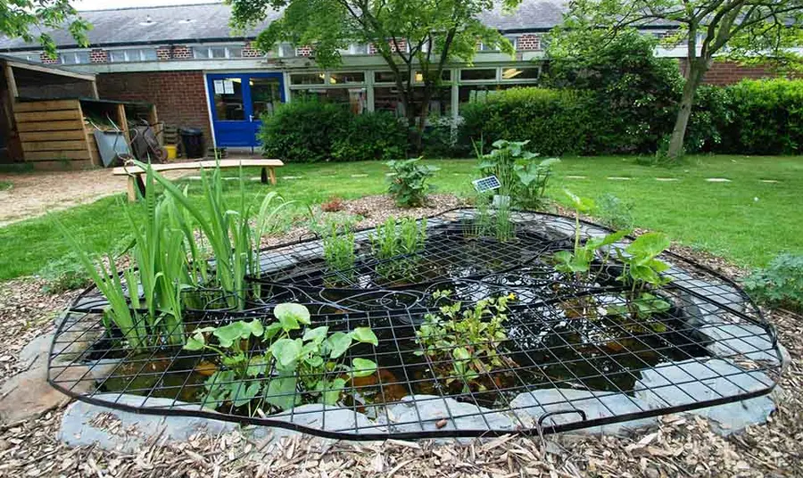 A small pond with a grate over it and plants going through it, created in the quad of a primary school in Ladybarn, Manchester
