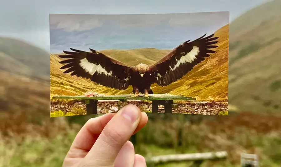 A hand holding a photograph of an eagle landing on a wooden perch, in front of that same wooden perch in a mountainous landscape