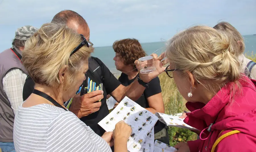 Bumblebee walk and consultation at Strand 1 site Foreness Point