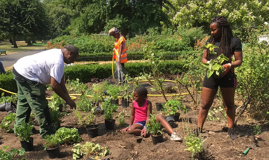 People harvesting vegetables from the community garden at Myatt's Field Park in London