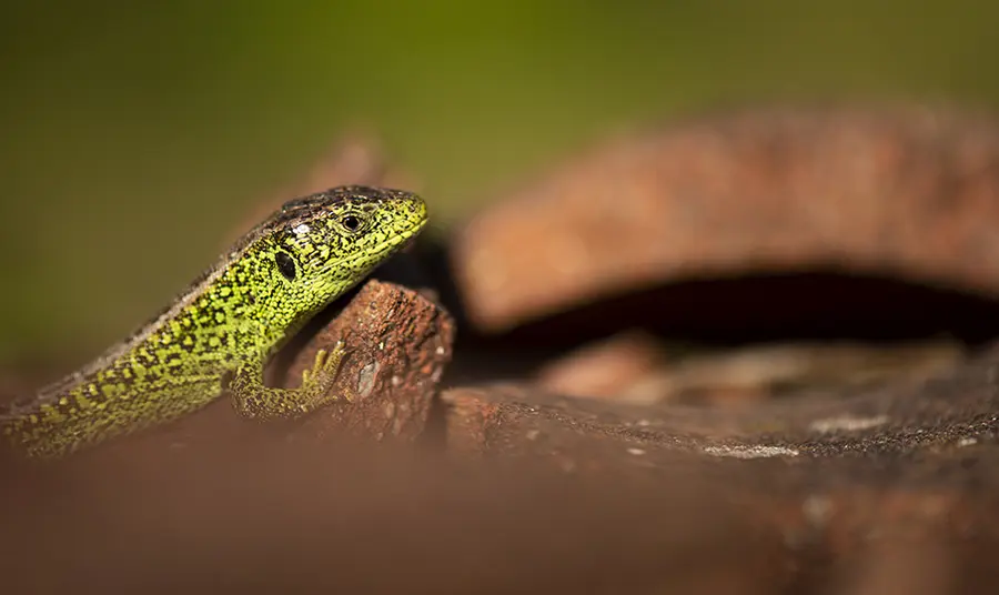 Bringing Nature Back from the Brink