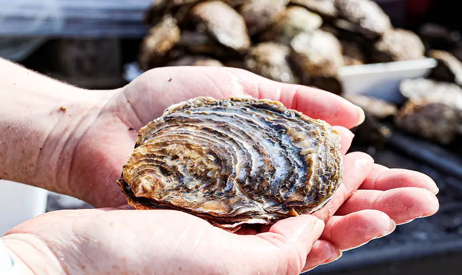 A person holding a shell.