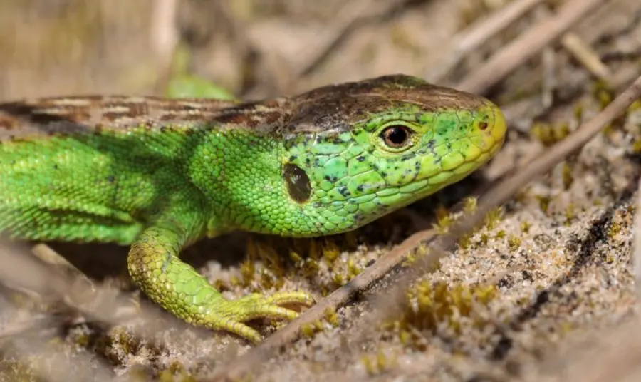 A close-up of a green and brown sand lizard
