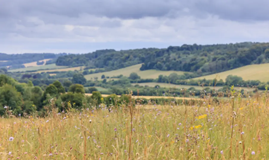 Wild flower meadow in the foreground, part of a larger landscape which can be seen in the background