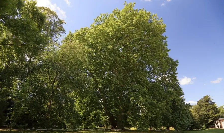 Ely's London Plane towers above an open green lawn on a sunny day.