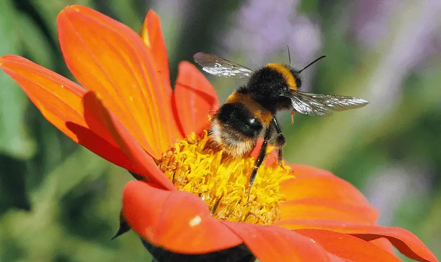 A close up of a bumblebee on an orange gerbera flower head