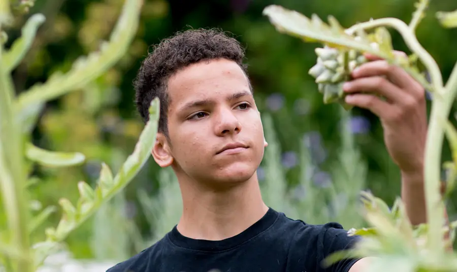 A mixed-race boy looking at an artichoke in a field