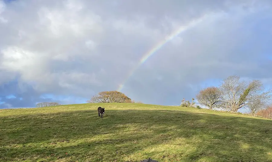 A donkey standing on a hill with a rainbow above it