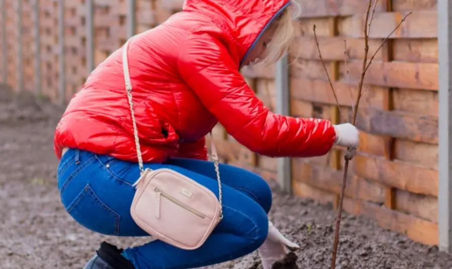 Woman in red coat planting a sapling