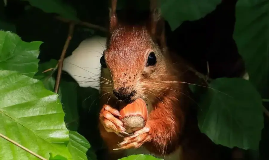 Red squirrel eating a hazelnut
