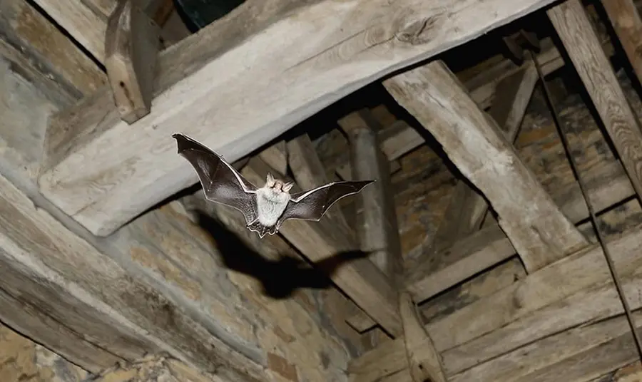 A flying bat in the roof space of a church