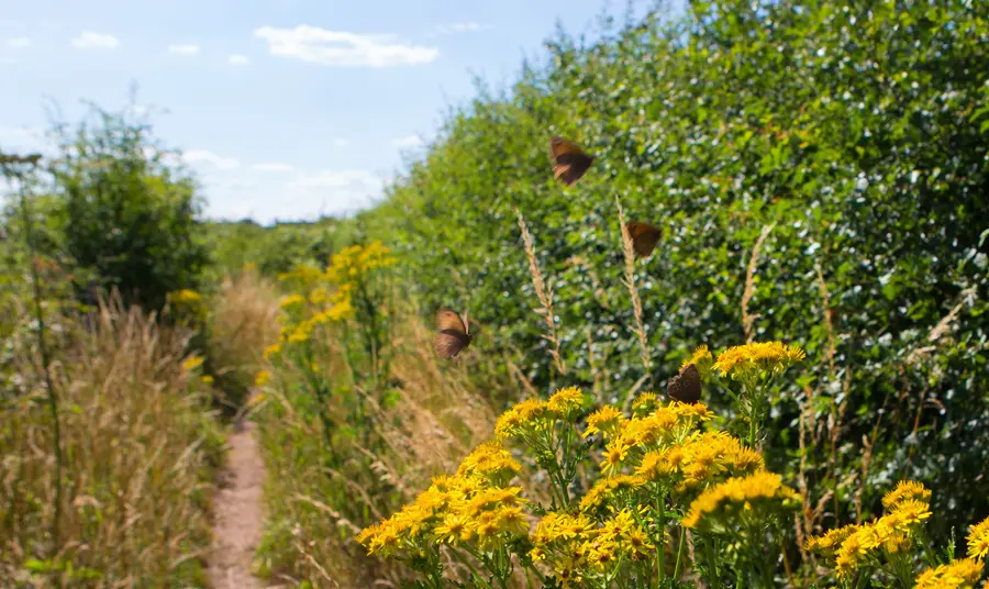 Butterflies on flowers growing in hedgerows on Manor Farm, Surrey
