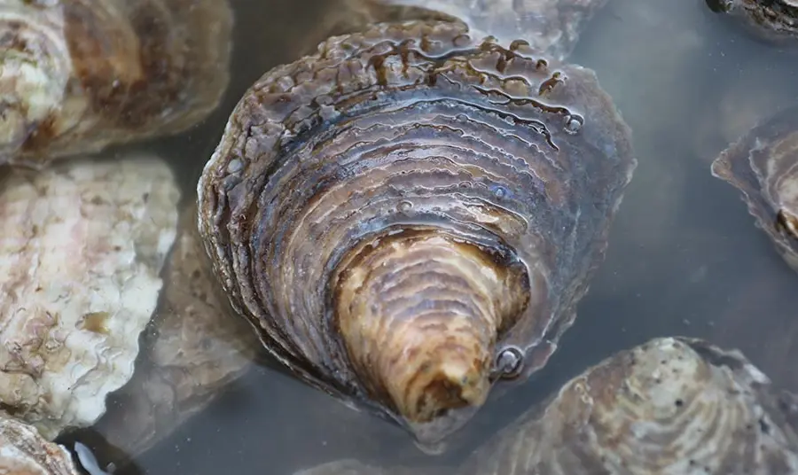 An oyster in the water
