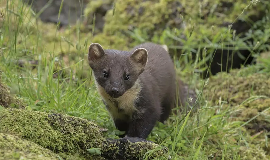 A pine marten - a small brown furry mammal with prominent round ears, a long body and bushy tail - on a forest floor