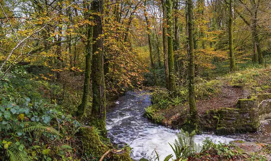 Nant wedi'i hamgylchynu gan goed â dail yr hydref arnynt