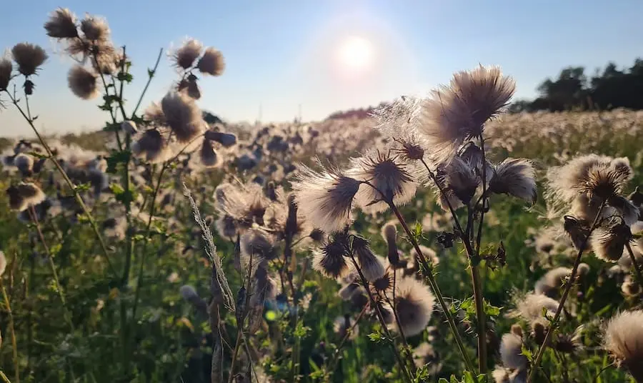 A close up of meadow plants in the sunlight