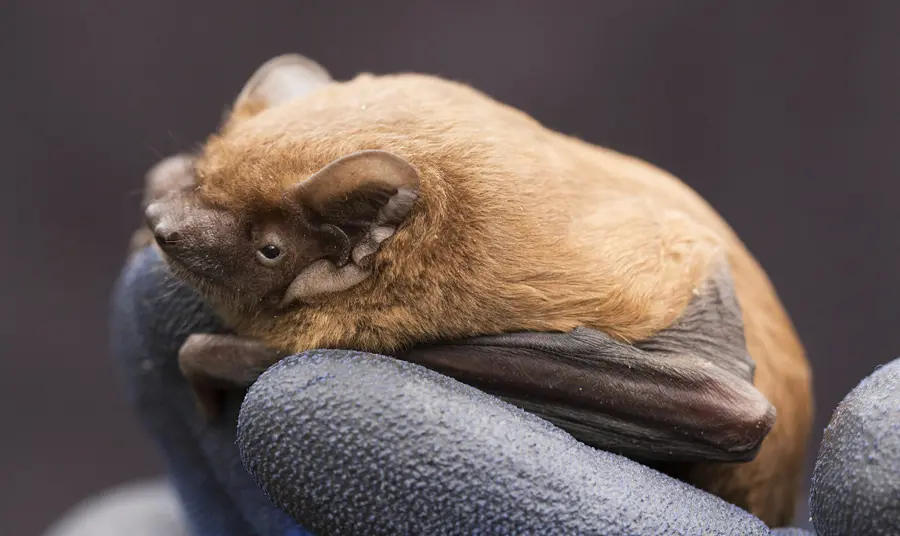 A Noctule bat
