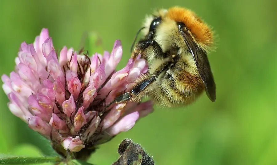 The Brown banded carder bee, Bombus humilis