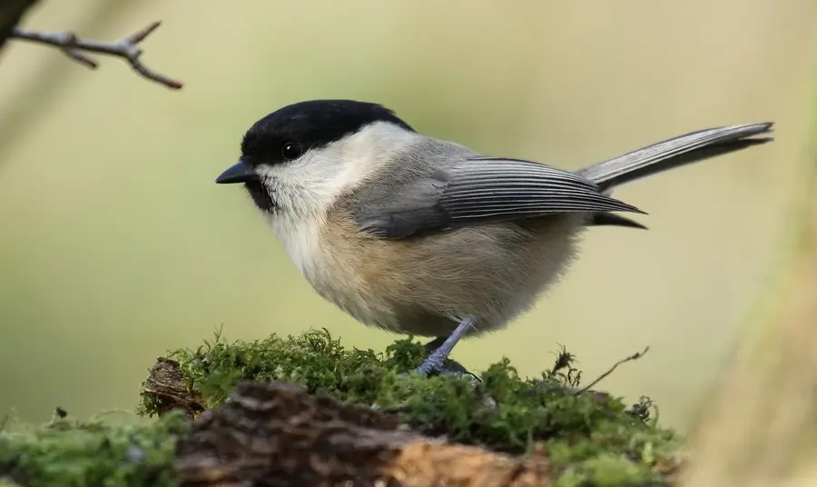 Shake your tail feathers and celebrate National Nest Box Week! A Willow Tit in the wild
