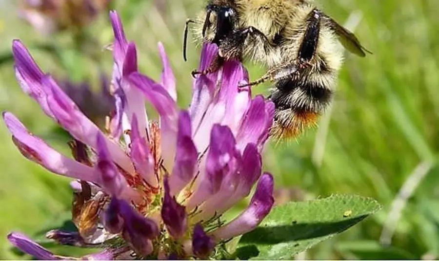 A bee sits on a flower