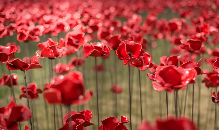 Sculpture of poppies marking First World War Centenary