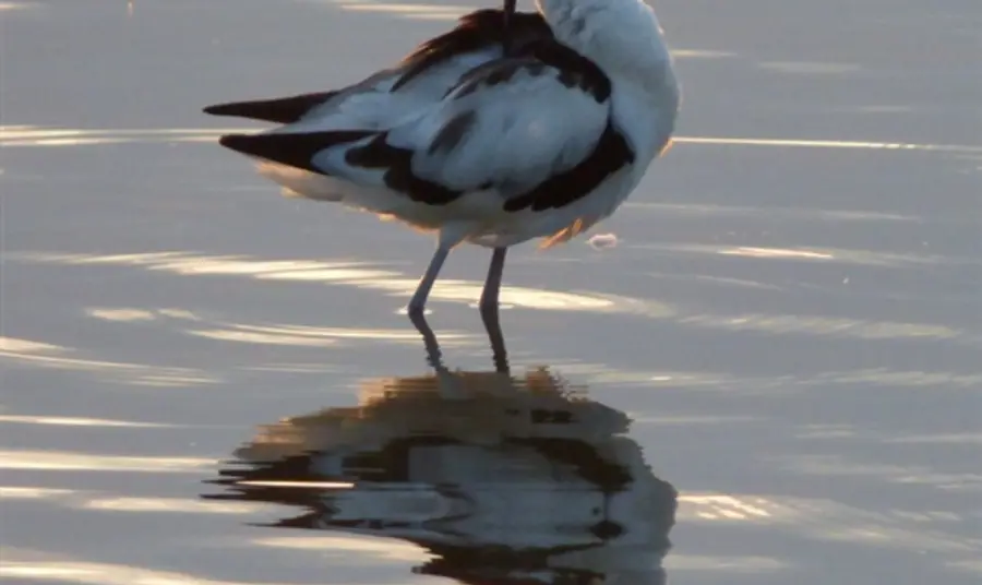 Wonderful Wader Walk at RSPB Blacktoft Sands Avocet in the evening